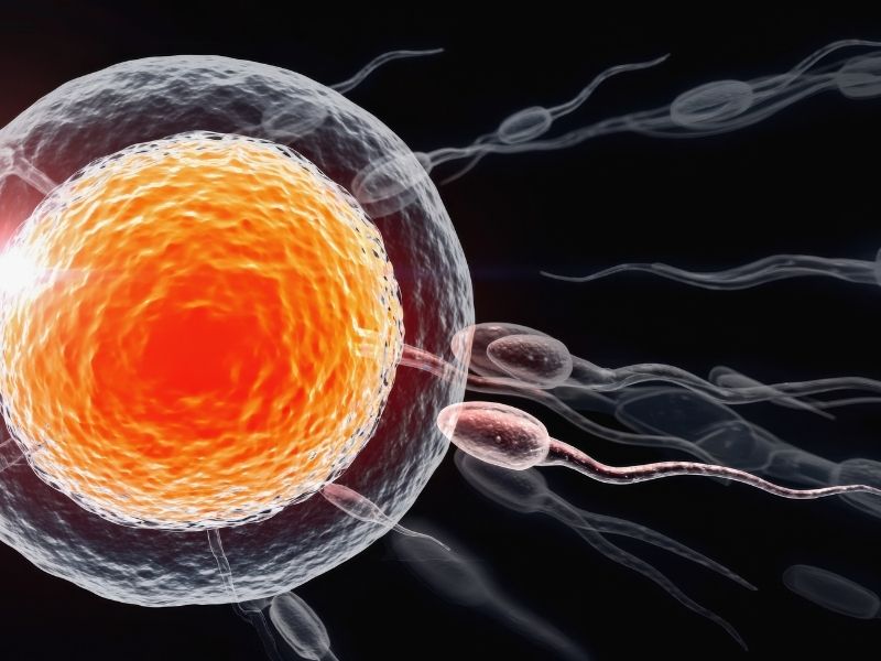 kadin-yumurta-hucresi